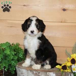 Plum – F1, Bernedoodle Puppy